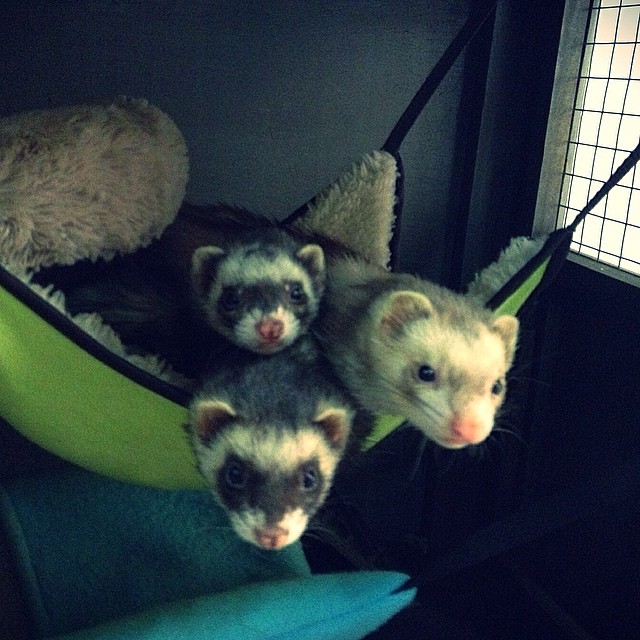 O que acontece quando você tem três furões em casa? Uma explosão de fofura, eis o quê. O Instagram Ferret Rules (furões mandam, traduzido do inglês) mostra o dia a dia de uma gangue de bichinhos da espécie. 