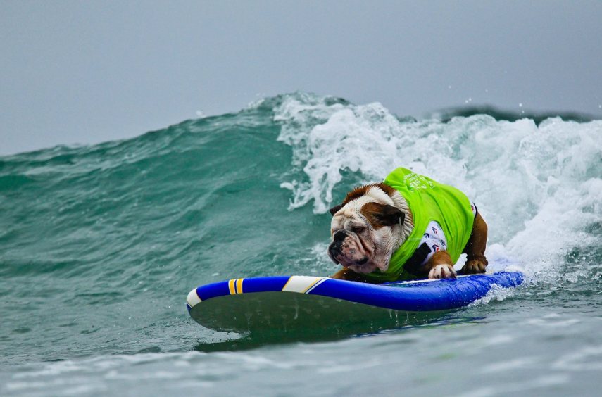 Buldogue ganhou um espacinho no Guinness Book por ser o cão mais rápido no skate; ele também curtia surfe e snowboard