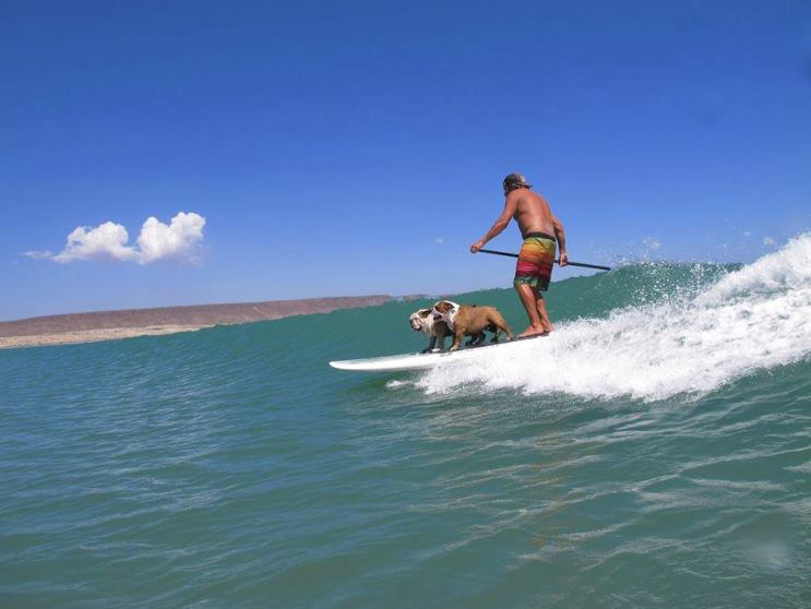 Buldogue ganhou um espacinho no Guinness Book por ser o cão mais rápido no skate; ele também curtia surfe e snowboard