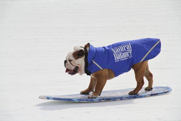 Buldogue ganhou um espacinho no Guinness Book por ser o cão mais rápido no skate; ele também curtia surfe e snowboard