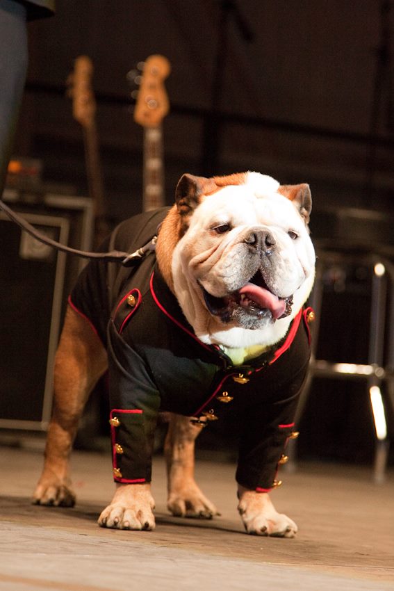 Buldogue ganhou um espacinho no Guinness Book por ser o cão mais rápido no skate; ele também curtia surfe e snowboard