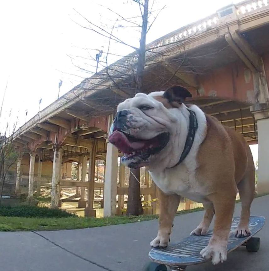 Buldogue ganhou um espacinho no Guinness Book por ser o cão mais rápido no skate; ele também curtia surfe e snowboard