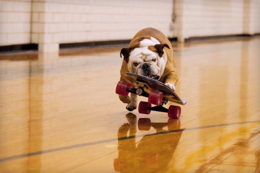 Buldogue ganhou um espacinho no Guinness Book por ser o cão mais rápido no skate; ele também curtia surfe e snowboard