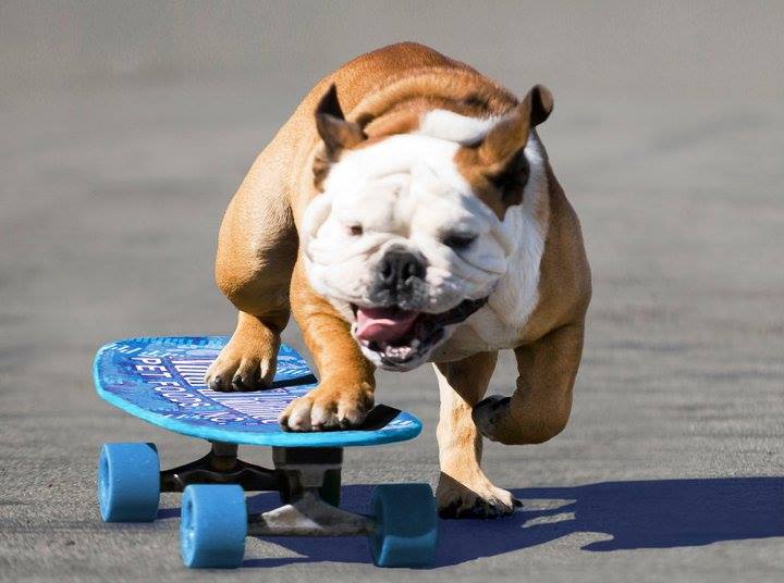 Buldogue ganhou um espacinho no Guinness Book por ser o cão mais rápido no skate; ele também curtia surfe e snowboard