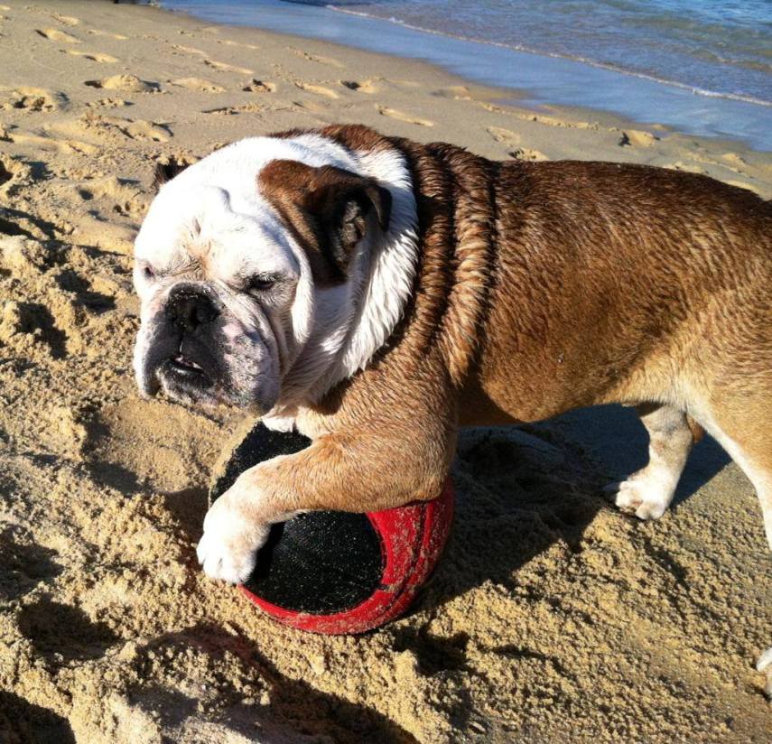 Buldogue ganhou um espacinho no Guinness Book por ser o cão mais rápido no skate; ele também curtia surfe e snowboard