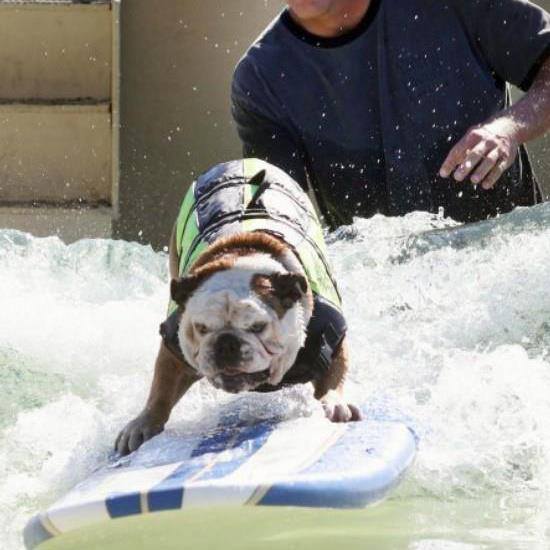 Buldogue ganhou um espacinho no Guinness Book por ser o cão mais rápido no skate; ele também curtia surfe e snowboard