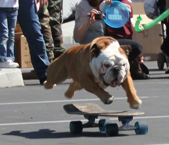 Buldogue ganhou um espacinho no Guinness Book por ser o cão mais rápido no skate; ele também curtia surfe e snowboard