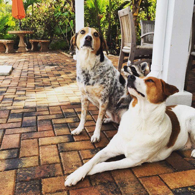 A guaxinim foi encontrada com a perna quebrada por Rosie Kemp