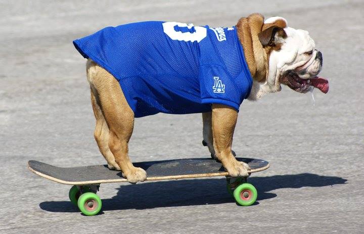 Buldogue ganhou um espacinho no Guinness Book por ser o cão mais rápido no skate; ele também curtia surfe e snowboard