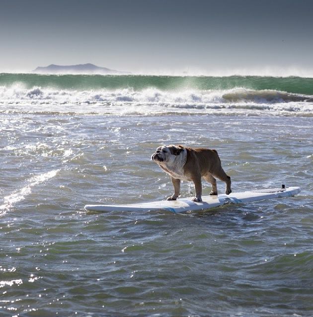 Buldogue ganhou um espacinho no Guinness Book por ser o cão mais rápido no skate; ele também curtia surfe e snowboard