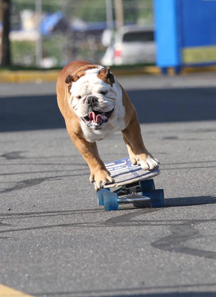 Buldogue ganhou um espacinho no Guinness Book por ser o cão mais rápido no skate; ele também curtia surfe e snowboard