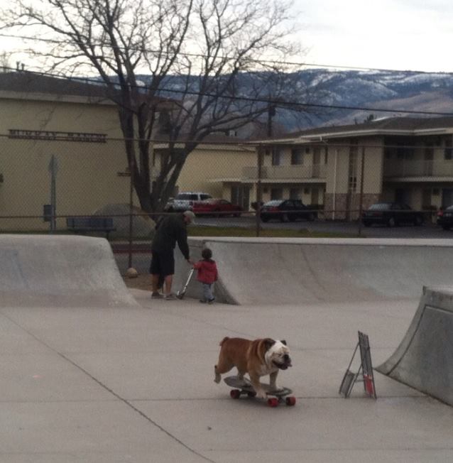 Buldogue ganhou um espacinho no Guinness Book por ser o cão mais rápido no skate; ele também curtia surfe e snowboard