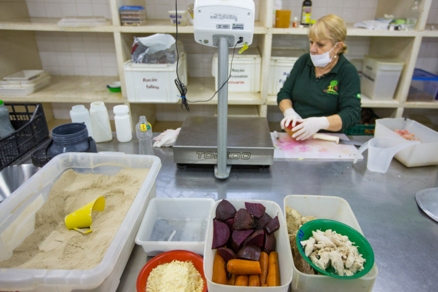 A preparação da alimentação do tamanduá