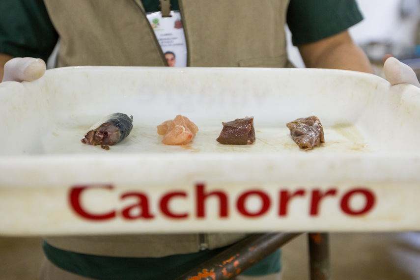 A alimentação do cachorro selvagem leva carnes variadas: peixe, frango, coração de boi e mais um pedacinho de carne bovina