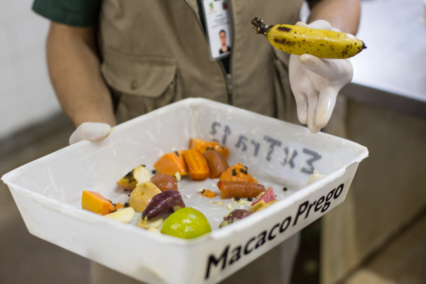 Alimentação do macaco prego: Frutas diversas, abóbora e uma banana com casca para ele se divertir