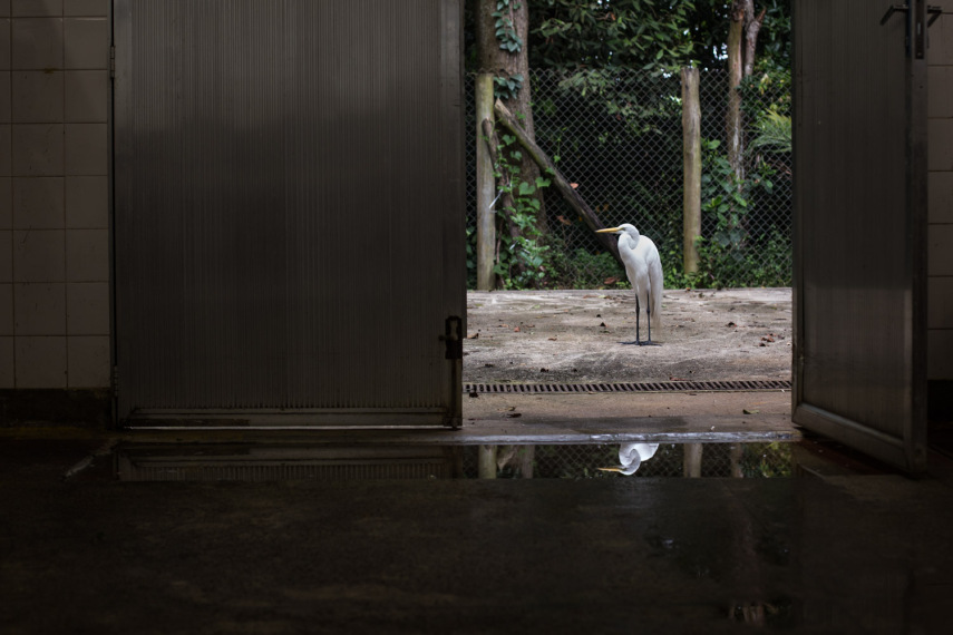 Um visitante do Jardim Botânico sentiu o cheiro de longe