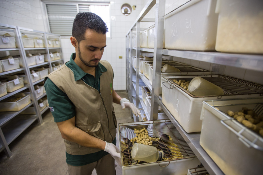 Setor dos Gerbil e baratas