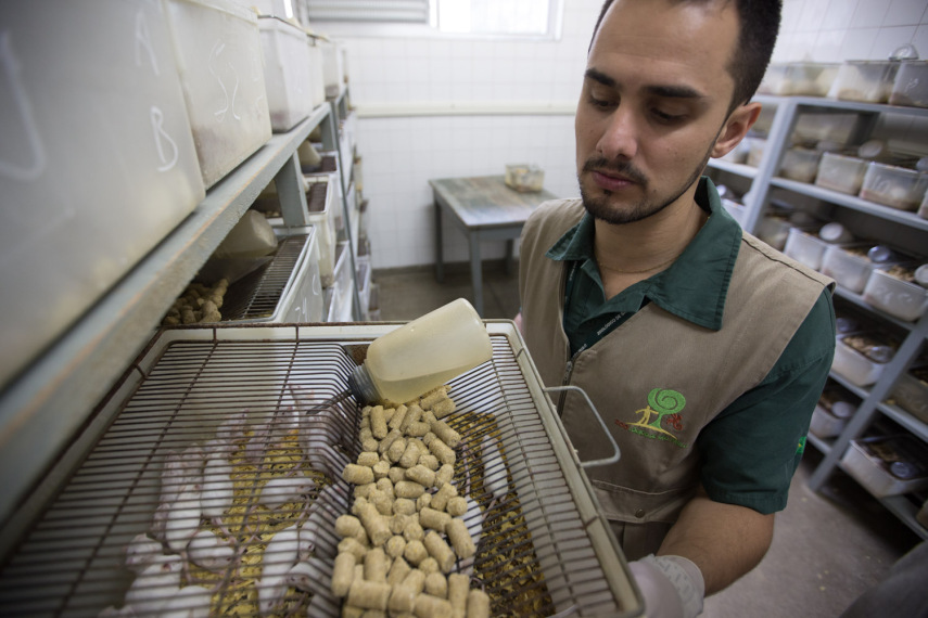 Setor dos Gerbil e baratas