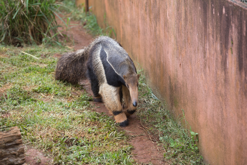 Tamanduá Bandeira tem uma dieta que é desafio