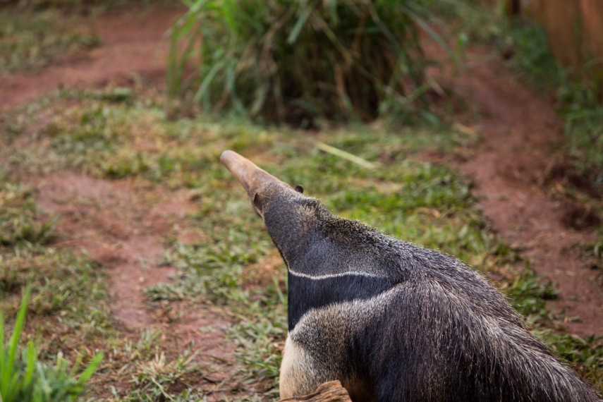 Tamanduá Bandeira tem uma dieta que é desafio