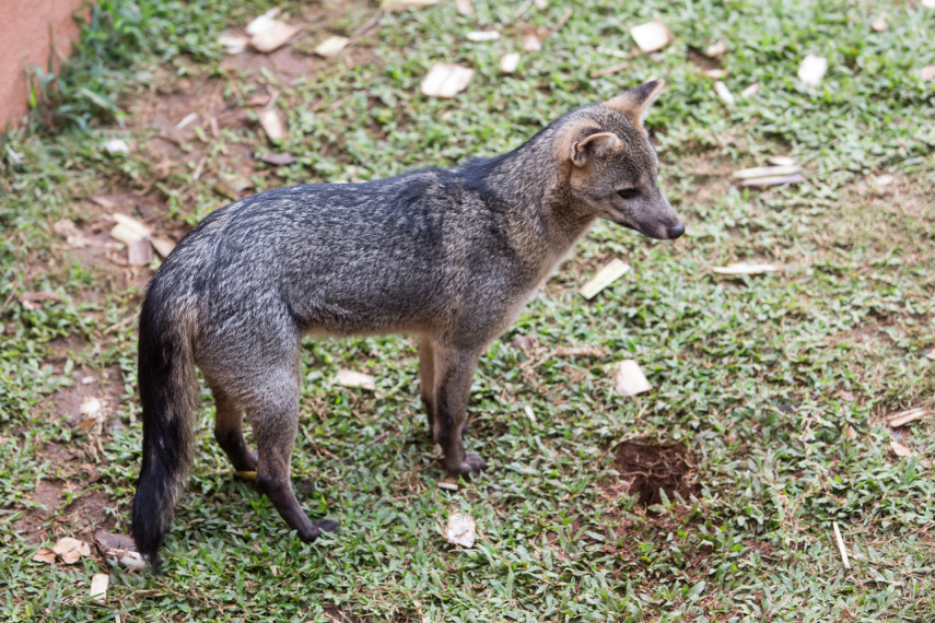 Cachorro