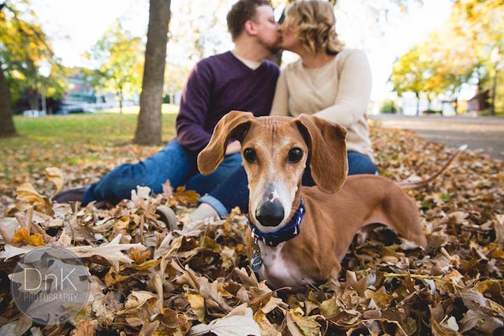 O dachshund ciumento roubou a cena nas fotos de noivado de sua dona, Megan Determan