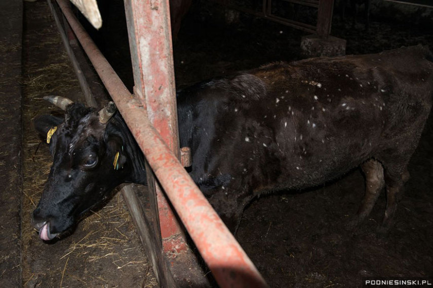 Esta foto foi tirada momentos após a radiação tomar conta do lugar. Os fazendeiros acreditam que a vaca comeu grama contaminada