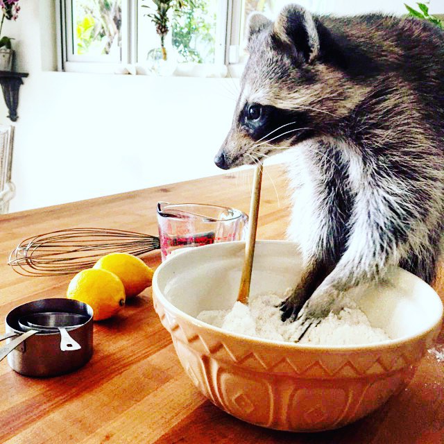 A guaxinim foi encontrada com a perna quebrada por Rosie Kemp