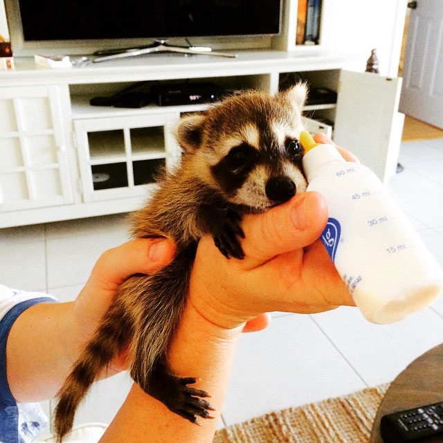 A guaxinim foi encontrada com a perna quebrada por Rosie Kemp