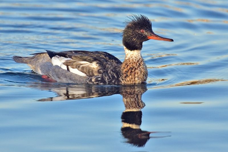 Essa é a espécie de pato mais veloz que conhecemos. De acordo com registros, um indivíduo dessa espécie, quando perseguido por um avião, chegou a voar horizontalmente a 160 km/h