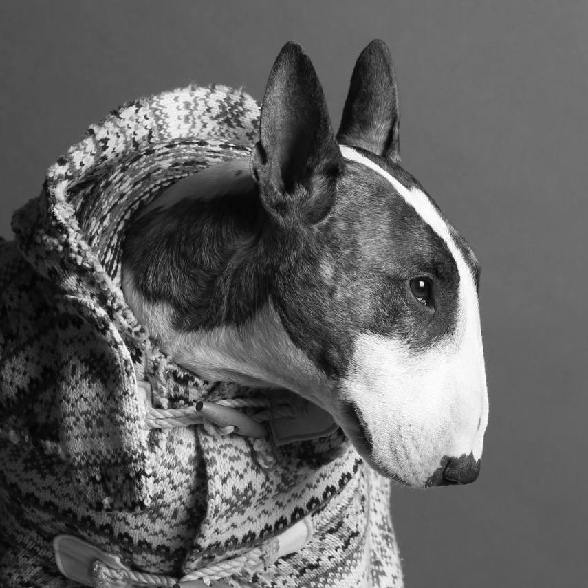 O cachorro do estilista Marc Jacobs tem senso de estilo. Também pudera... ele vive na companhia de medalhões da moda e é um modelo verdaeiramente natural. <a href=