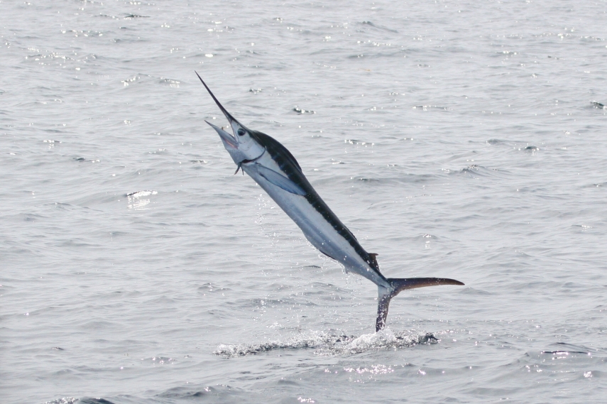 Esse peixe em forma de flecha é capaz de nadar a velocidades incríveis. Há registros de um espécieme que escapou da linha de pesca a 131 km/h. O rapaz é grande: chega a pesar 750 kg