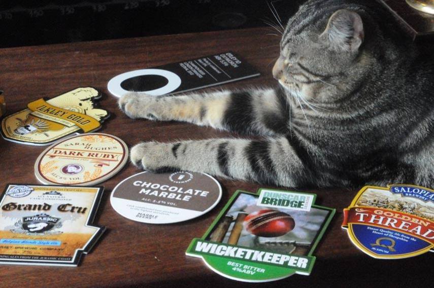 Clientes dividem espaço com gatos neste bar na Inglaterra