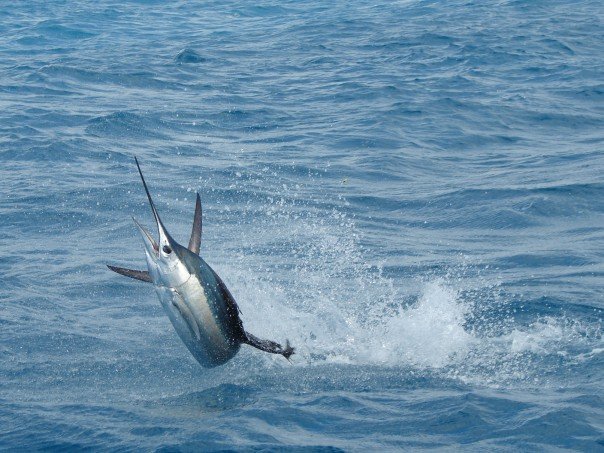 Os peixes dessa espécie são, digamos, bem esportistas. Eles fazem grandes lutas em alto mar e são grandes saltadores, além de serem um dos seres mais rápidos do oceano