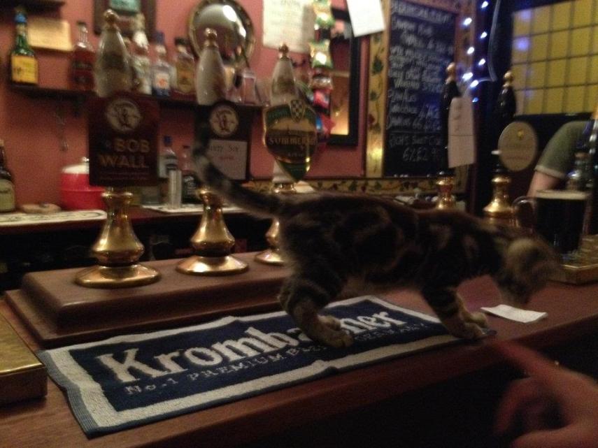 Clientes dividem espaço com gatos neste bar na Inglaterra