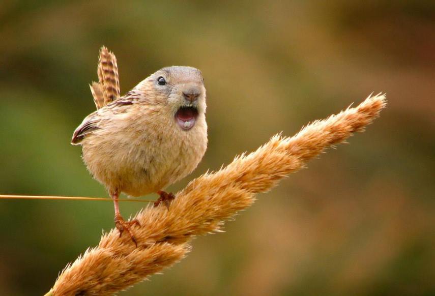 Artista usa Photoshop e conhecimento em veterinária para criar animais hibrídos