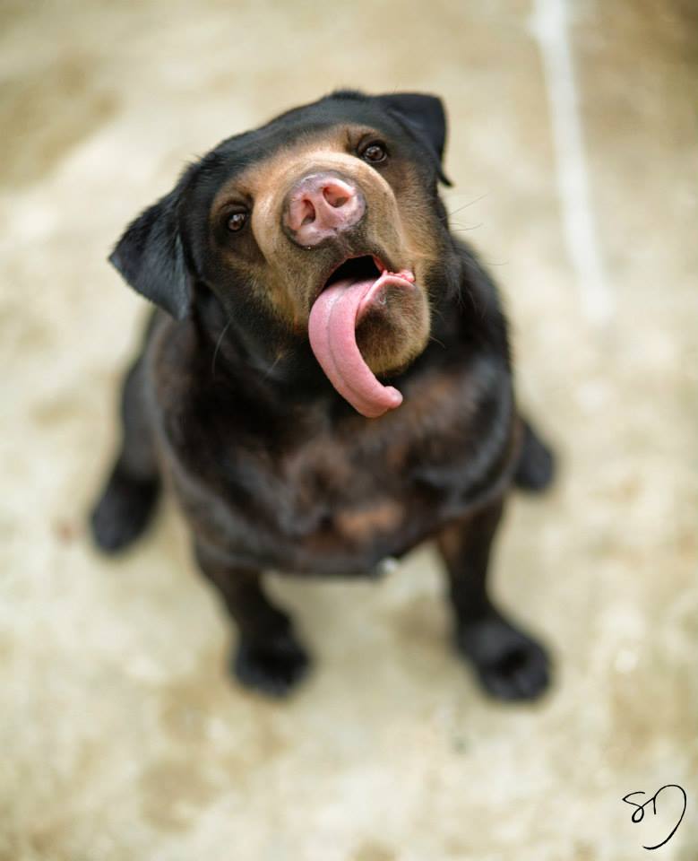 Artista usa Photoshop e conhecimento em veterinária para criar animais hibrídos