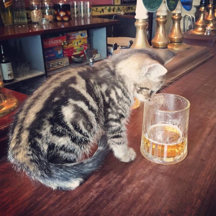 Clientes dividem espaço com gatos neste bar na Inglaterra