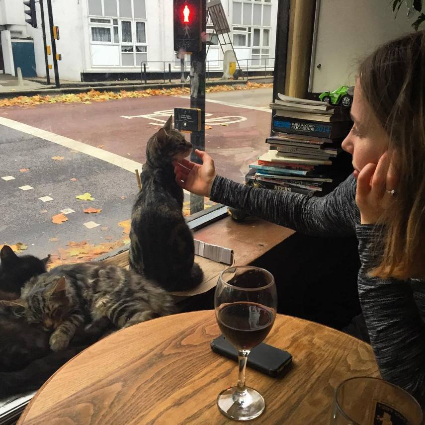 Clientes dividem espaço com gatos neste bar na Inglaterra