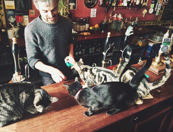 Clientes dividem espaço com gatos neste bar na Inglaterra