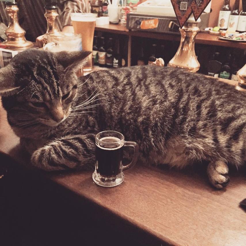 Clientes dividem espaço com gatos neste bar na Inglaterra