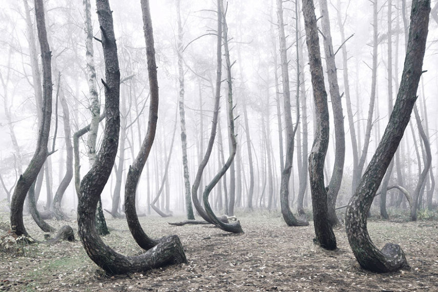 Kilian Schönberger fotografou os misteriosos pinheiros que cresceram retorcidos na Polônia