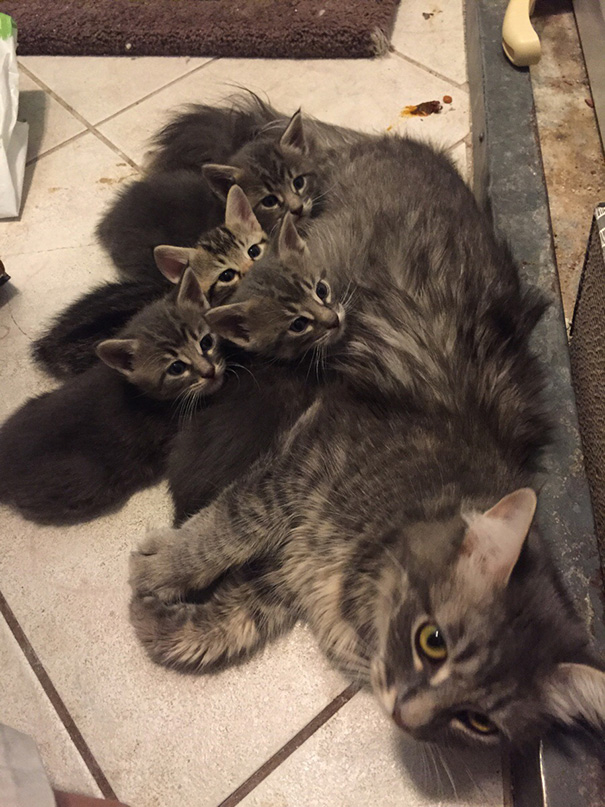 Mamães gatas e seus filhotinhos