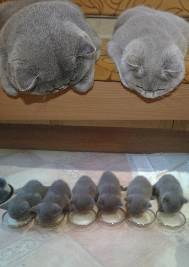 Mamães gatas e seus filhotinhos