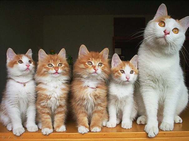 Mamães gatas e seus filhotinhos
