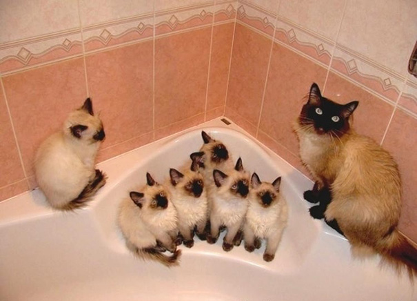 Mamães gatas e seus filhotinhos