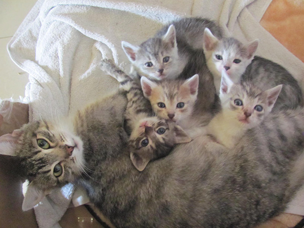 Mamães gatas e seus filhotinhos