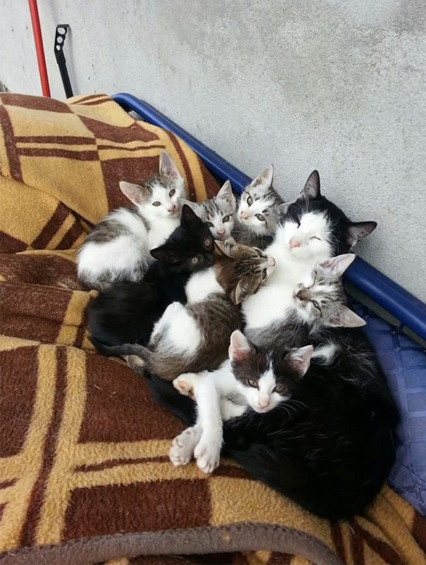 Mamães gatas e seus filhotinhos