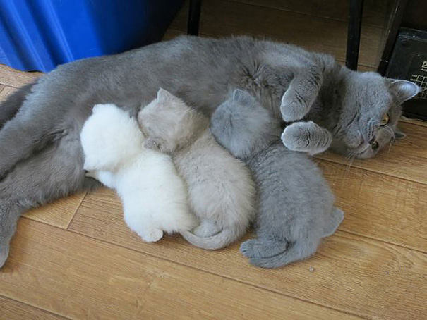 Mamães gatas e seus filhotinhos