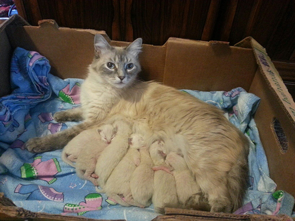 Mamães gatas e seus filhotinhos